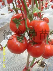 供应赛娜—大红石头番茄种子