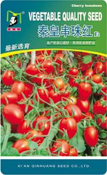 供应秦皇串珠红—番茄种子