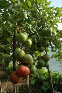 供应德赛圣帝—番茄种子