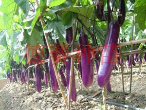 供应紫帅2号—茄子种子