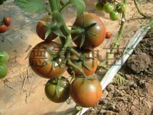供应黑牡丹—紫黑色番茄种子