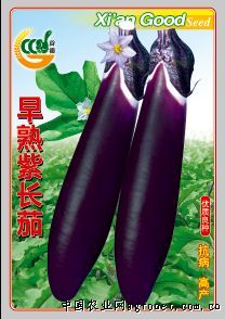 供应早熟紫长茄-茄子种子