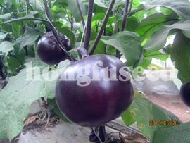 供应黑宝—茄子种子