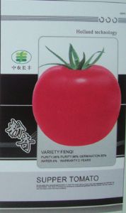 供应粉奇—番茄种子