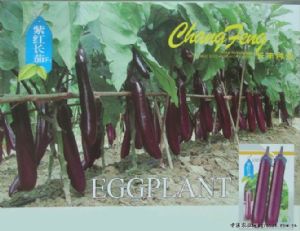 供应紫红长茄—茄子种子