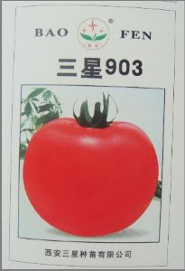 供应三星903－番茄种子