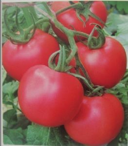 供应欧美瑞—番茄种子