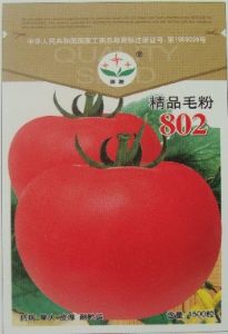供应精品毛粉802－番茄种子