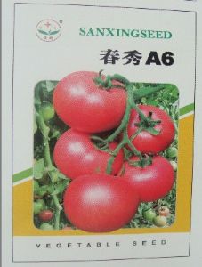 供应春秀A6－番茄种子