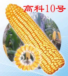 供应——高科10号——玉米种子