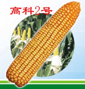 供应高科2号—玉米种子