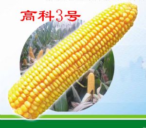 供应高科3号—玉米种子