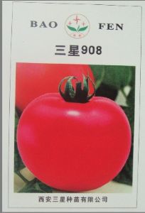 供应三星908－番茄种子