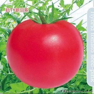 供应世佳科硕-番茄种子