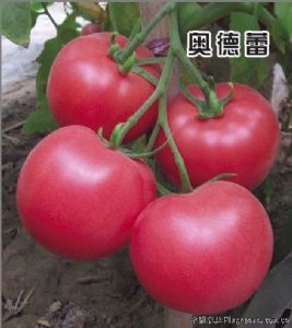 供应奥德蕾—番茄种子
