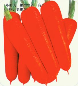 供应超级红宝冠—胡萝卜种子