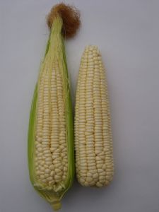 供应苏玉糯102—玉米种子