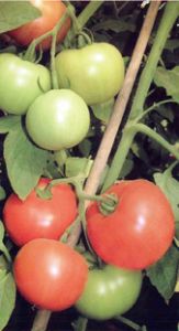 供应泓涟—番茄种子