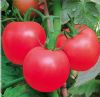 供应春丰——番茄种子
