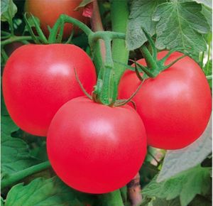 供应春丰——番茄种子
