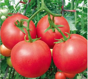 供应澳优——番茄种子