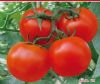供应大田LR——番茄种子