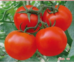 供应大田LR——番茄种子