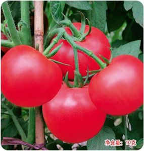 供应大田绿抗——番茄种子