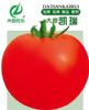供应大田凯瑞——番茄种子