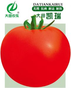 供应大田凯瑞——番茄种子