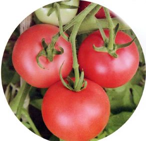 供应果娇—番茄种子