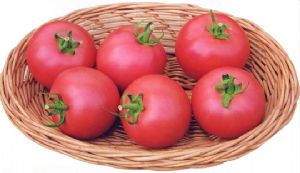 供应魁冠B139—番茄种子