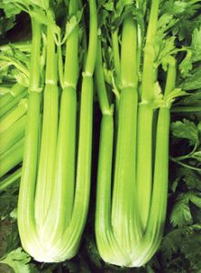供应魁冠西芹—芹菜种子