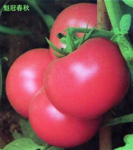 供应魁冠春秋—番茄种子