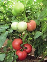 供应甲农年丰—番茄种子