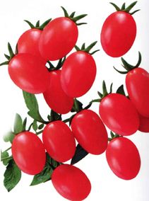 供应魁冠粉秀—番茄种子