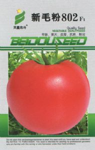 供应新毛粉802F1—番茄种子