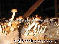 供应茶树菇菌种