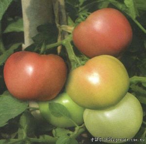 供应粉太郎669—番茄种子
