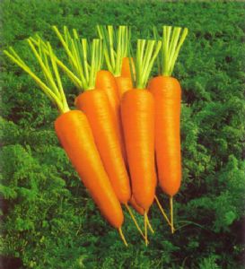 供应日本黑田五寸胡萝卜—胡萝卜种子