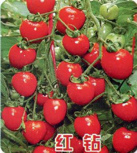 供应 红钻—樱桃番茄种子