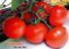 供应爱娃琳娜（以色列）—番茄种子