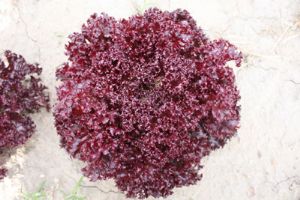 供应罗莎红——紫色生菜种子