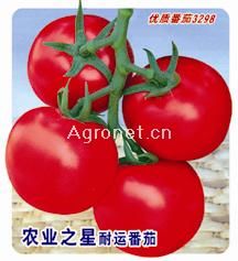 农业之星番茄——番茄种子