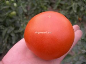 供应红金利-番茄种子