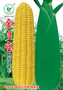 供应金多宝超甜玉米——玉米种子