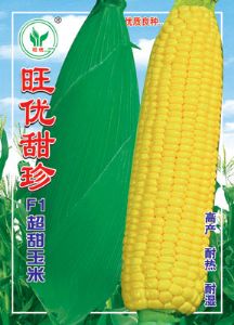 供应旺优甜珍玉米——玉米种子