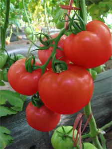 供应托美多(荷兰)—番茄种子