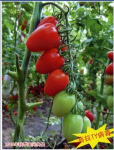 供应卡西欧—樱桃番茄种子