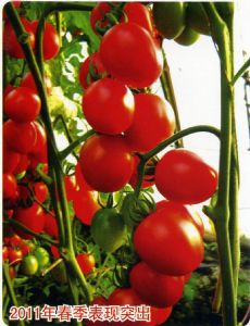 供应红芙蓉—樱桃番茄种子